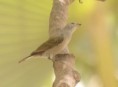 /album/photogallery/lesser-honeygyuide-marrakissa-jpg/
